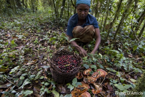 wild coffee in ethiopia