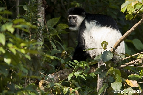 Colobus Monkey